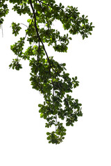 Obraz premium Photo of oak branch with leaves on transparent background 