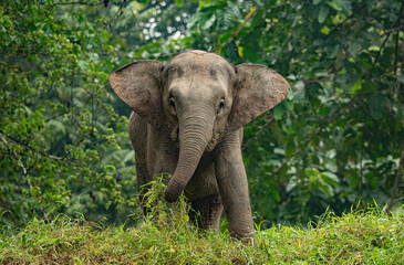 Fototapeta premium Kinabatangan River Sabah, Malaysian Borneo Borneo pygmy elephant