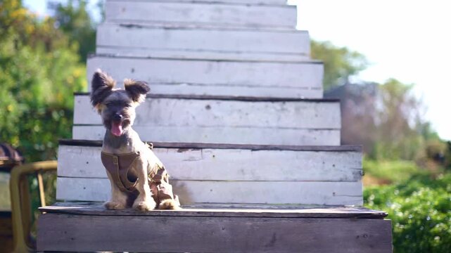 Small mixed breed dog sitting alone on white wooden stairs in the garden.