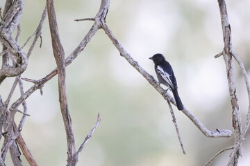Southern black tit  (Melaniparus niger ravidus) is a species of bird in the tit family Paridae. This photo was taken in Kurger National Park, South Africa.