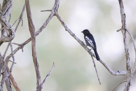 Southern black tit  (Melaniparus niger ravidus) is a species of bird in the tit family Paridae. This photo was taken in Kurger National Park, South Africa.