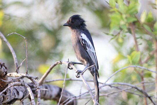 Southern black tit  (Melaniparus niger ravidus) is a species of bird in the tit family Paridae. This photo was taken in Kurger National Park, South Africa.