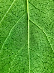 Leaf texture close-up macro