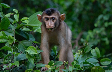 Fototapeta premium Kinabatangan River Sabah, Malaysian Borneo Pig-tailed macaque monkey
