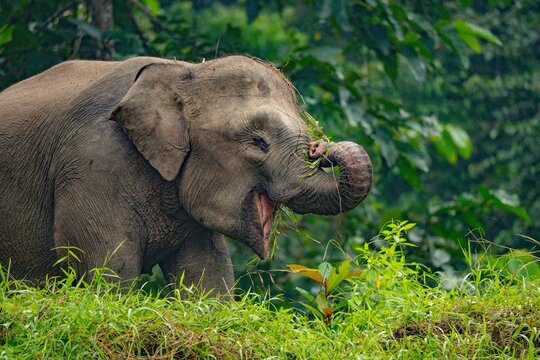 Kinabatangan River Sabah, Malaysian Borneo
Borneo pygmy elephant