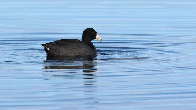 American coot (Fulica americana) swims and dabbles in calm blue water at Eagle Lake, Lassen County, California, creating gentle ripples in a clean, isolated wildlife scene.