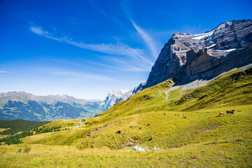 Fallbodensee Jungfrau Switzerland With Grazing