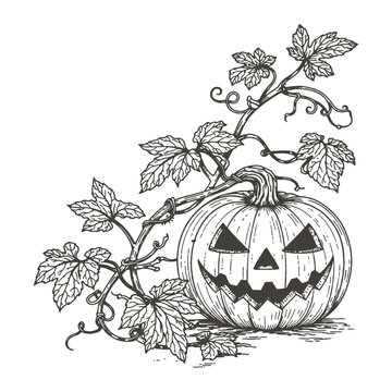 Spooky Halloween jack o lantern pumpkin vector illustration in vintage hand drawn engraving style with decorative vines and autumn leaves.