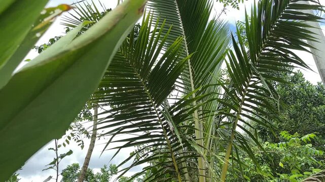 A view of green palm leaves with turmeric leaves in the corner