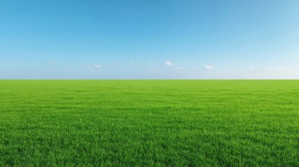 Obraz premium Beautiful Green Grass Field Under Clear Blue Sky Perfect for Nature and Landscape Photography