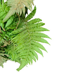 Fresh Green Fern Leaf PNG - Tropical Fern Frond Isolated on Transparent Background A high-resolution PNG image of a lush, vibrant green fern leaf. © PRG Creation 