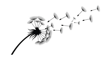 A delicate dandelion releasing its seeds into the breeze captured as a striking black and white silhouette high quality professional detailed © mrvect02