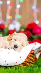 A sleeping puppy rests in a wicker basket lined with a polka-dotted cushion. Festive lights and red flowers are blurred in the background