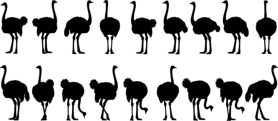 Large collection of ostrich bird silhouettes in different poses and positions for wildlife and nature design projects vector © Lunavera art