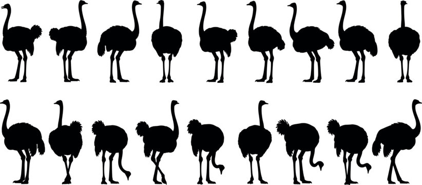 Large collection of ostrich bird silhouettes in different poses and positions for wildlife and nature design projects vector