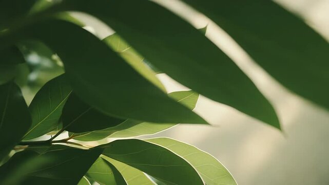 Green leaves catching dappled sunlight, creating a soft, natural background, symbolizing freshness, growth, and the peaceful vitality of nature and the environment