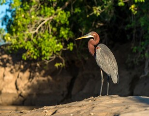 A slender, elegant bird with reddish-brown neck and white stripe, stands on sandy ground near a lush green tree and a brown embankment