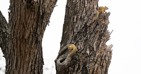 Afrikanische Tiere Baumhörnchen - Tree Squirrel im Busch vom Krüger National Park Südafrika © Mathis