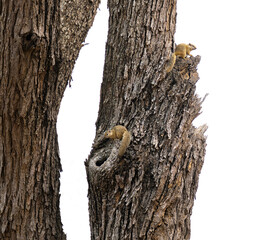 Baumhörnchen - Tree Squirrel im Busch vom Krüger National Park Südafrika © Mathis