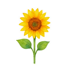 Fototapeta premium Watercolor Botanical Illustration of Sunflower with Stem and Leaves Isolated