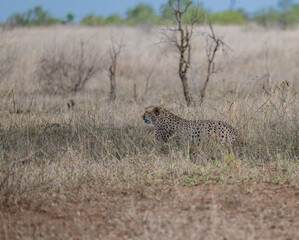 Afrikanische Tiere Gepard - Geparde im Busch vom Krüger National Park - Kruger Nationalpark Südafrika © Mathis