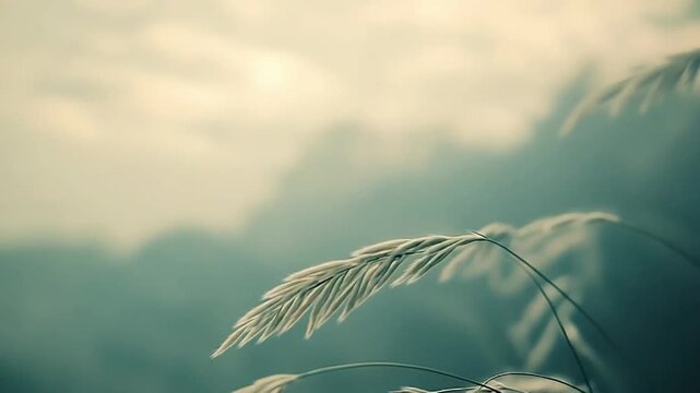 Delicate grass plants with feathery seed heads are swaying gently, creating a serene and tranquil natural atmosphere with a soft, blurred background and warm, diffused sunlight