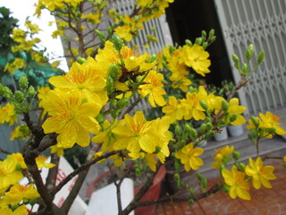 Obraz premium Vibrant yellow apricot flowers and green buds symbolizing a bright and prosperous Lunar New Year