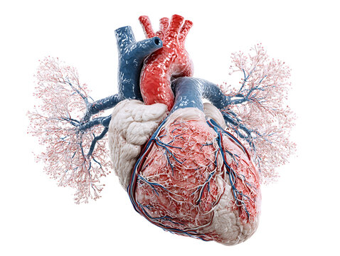 Detailed Realistic Rendered Human Heart with Arteries and Veins Medical Illustration