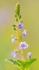 A slender, vibrant wildflower displays delicate lavender blossoms along a tall stem, bathed in soft, natural light