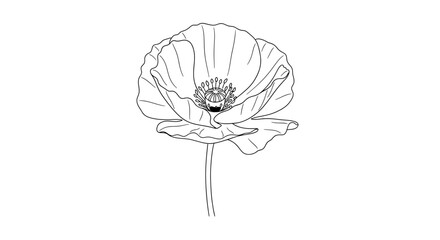 line drawing of a poppy flower
