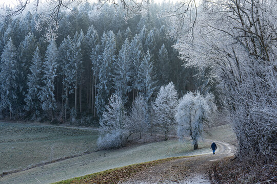 Wald mit Raureif