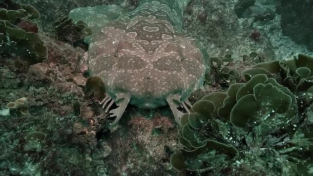 Slow forward movement straight toward a resting wobbegong, also known as carpet shark, lying on the seabed. Clear details of its barbels and textured skin patterns are visible.
