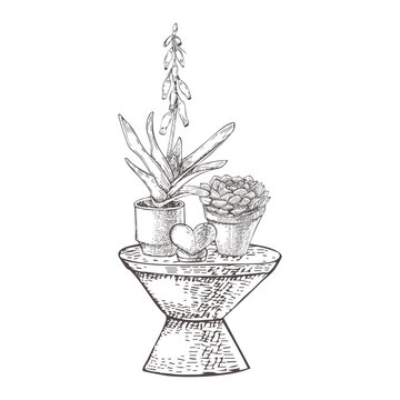 Succulents with a heart figurine on a table. Blooming gasteria and non-blooming echeveria succulents. Black and white vector image. Valentine's Day decoration. Graphic style drawing