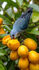 A small bird with blue plumage is perched on a branch and eating a bright orange fruit. Other fruit is also present