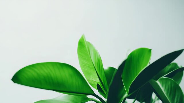 Green rubber plant leaves displaying natural beauty and organic growth, creating a serene and minimalist atmosphere for interior design, nature, or environmental themes