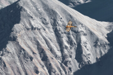 Adult of bearded vulture (Gypaetus barbatus)