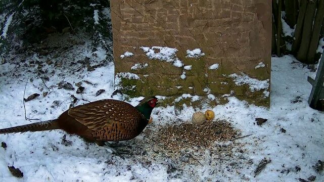 m&auml;nnlicher Fasan (Phasianus colchicus) vom torquatus-Typ  und Sperlinge an einer Winter-Futterstelle im Garten, Nordrhein-Westfalen, Deutschland