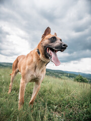 Obraz premium Belgian malinois dog posing for a photo in the woods