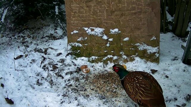 m&auml;nnlicher Fasan (Phasianus colchicus) vom torquatus-Typ  an einer Winter-Futterstelle im Garten, Nordrhein-Westfalen, Deutschland