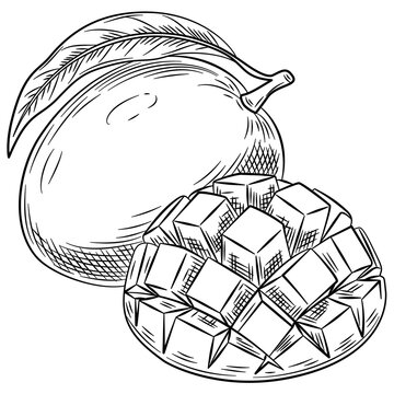 Mango fruit vector illustration. Engraved organic food, hand drawn sketch illustration. Black and white mango isolated on white background.