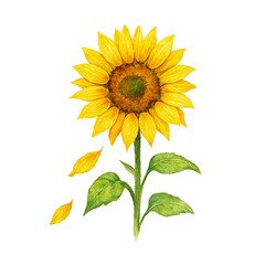 Obraz premium Watercolor Botanical Illustration of Sunflower with Falling Petals Isolated