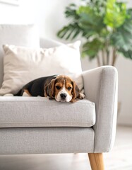 A small beagle puppy lies on a light gray armchair, head resting, looking toward the camera. A large green plant is in the background