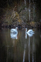 Łabędzie © Grzegorz