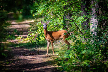 Sarna wiosną w słońcu