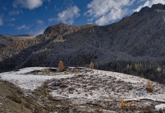 Russia. The South of Western Siberia, the Altai Mountains. A fascinating view of the mountains with yellow larches, dusted with the first autumn snow, along the Chuya highway in the valley of the Chuy