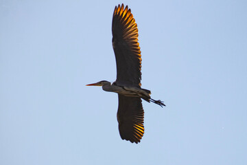 Czapla siwa pod słońce © Grzegorz