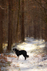 Border Collie © Grzegorz
