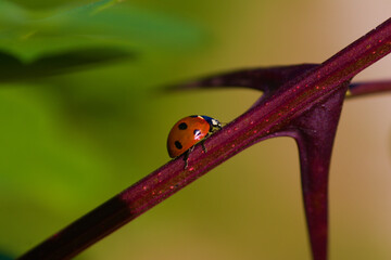 Biedronka © Grzegorz