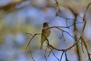 Śpiewający ptak © Grzegorz