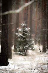 Choinka w śniegu © Grzegorz